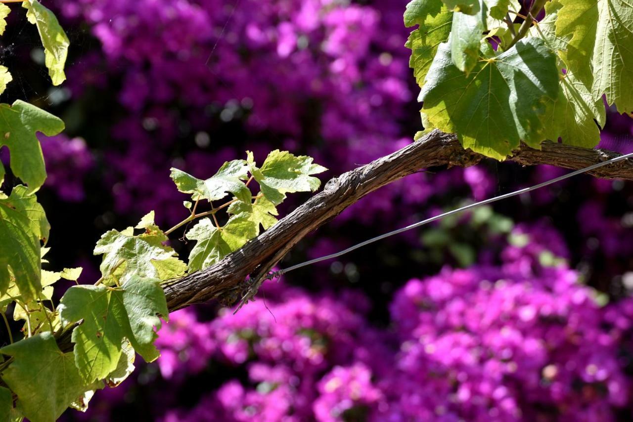 Villa Asia Holiday Home Sant'Agata sui due Golfi Bagian luar foto